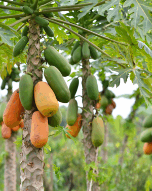 Papaye Carica Papaya