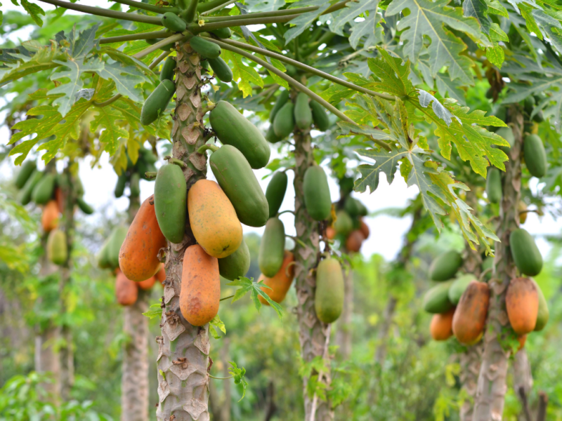 Papaye Carica Papaya