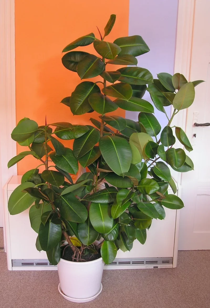 Arbre à caoutchouc (Ficus elastica)