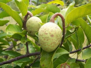 Découvrez la Liane de Maad : Une plante aux mille vertus !