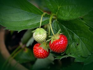 Fraisier : La Plante Parfaite pour des Fraises Délicieuses