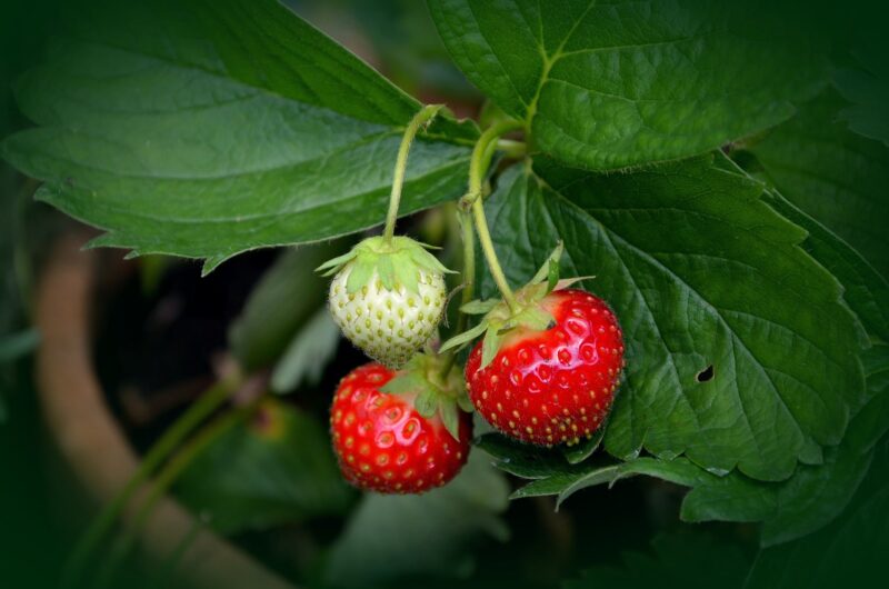 Fraisier : La Plante Parfaite pour des Fraises Délicieuses