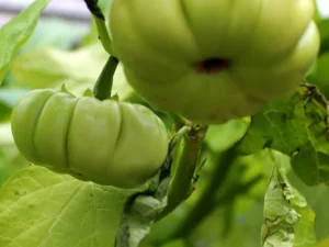 Découvrez l'aubergine : Un Légume Incontournable pour Votre Jardin