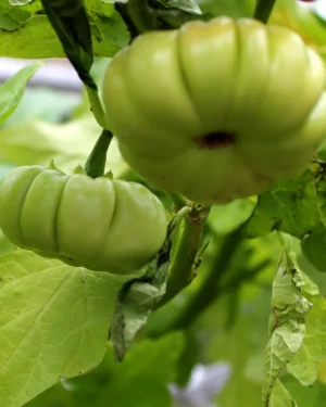 Découvrez l'aubergine : Un Légume Incontournable pour Votre Jardin