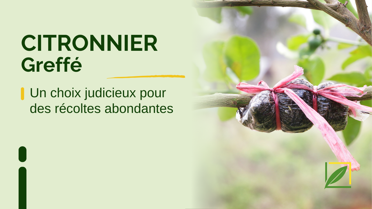 🌿 Citronnier greffé : Un choix judicieux pour des récoltes abondantes