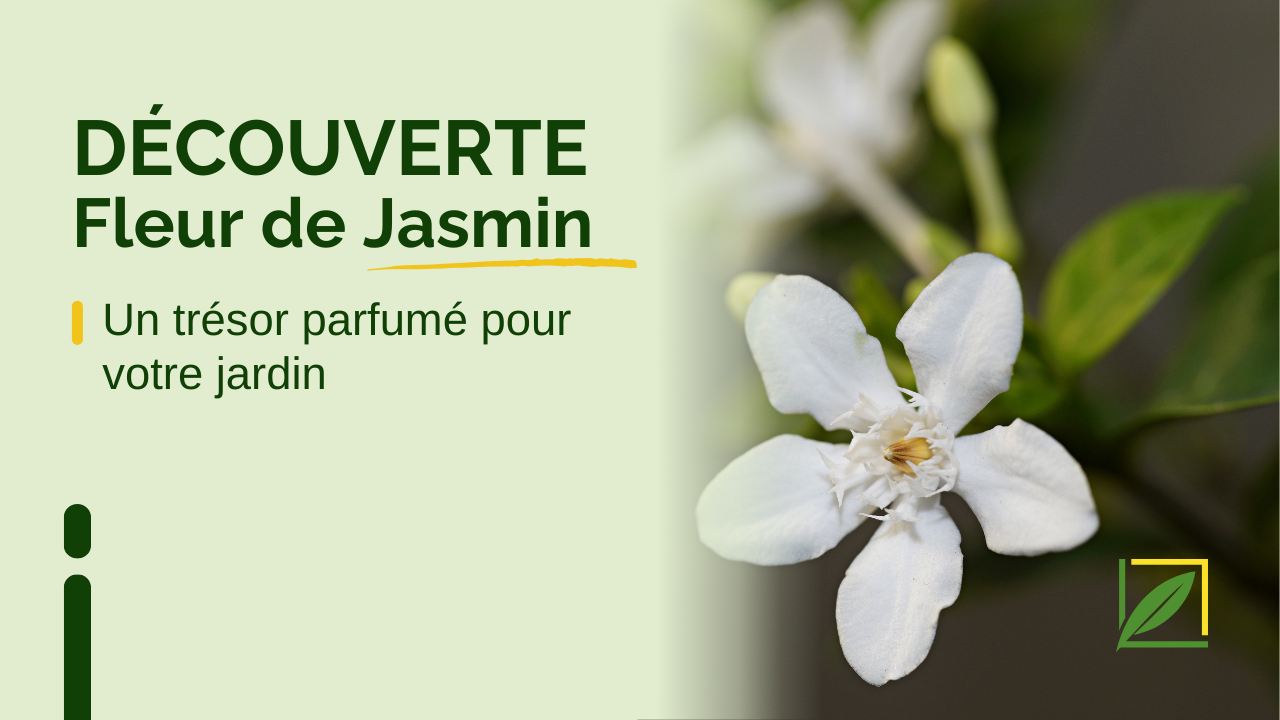 Tout savoir sur la Fleur de Jasmin : Un trésor parfumé pour votre jardin