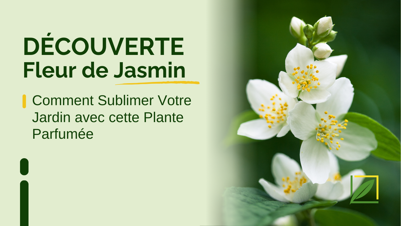 Les Secrets de la Fleur de Jasmin : Comment Sublimer Votre Jardin avec cette Plante Parfumée