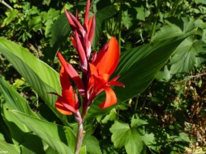 Canna des Indes