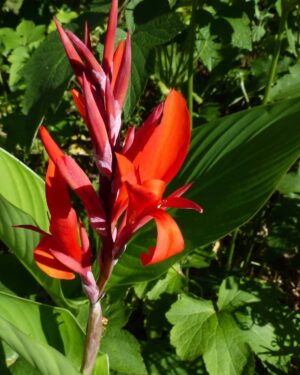 Canna des Indes