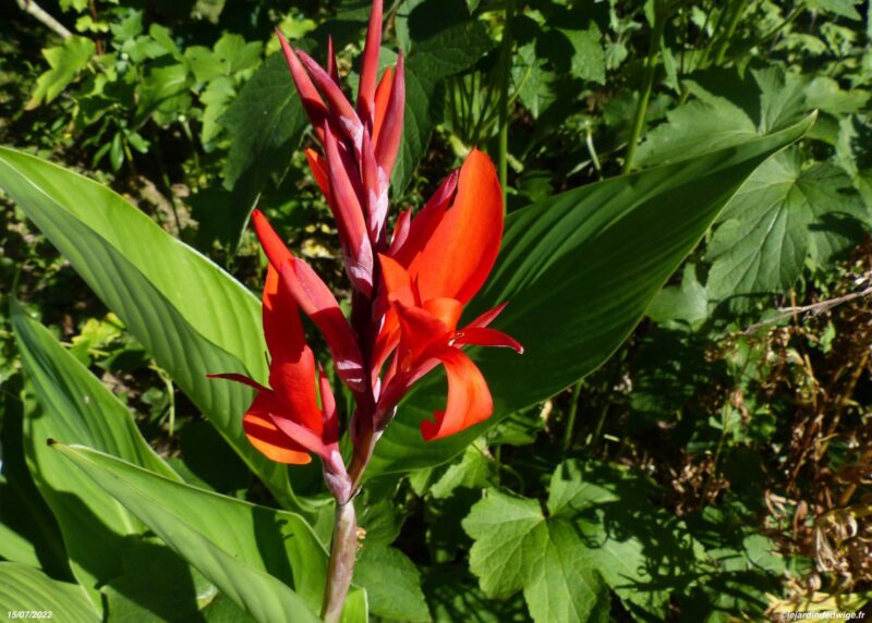 Canna des Indes