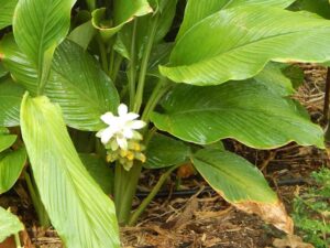 Curcuma