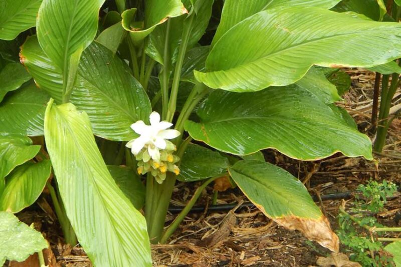 Curcuma