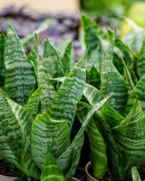 Sansevieria trifasciata Robusta futura