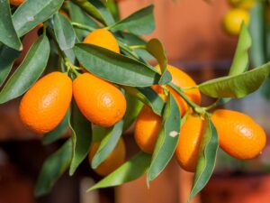 Kumquat