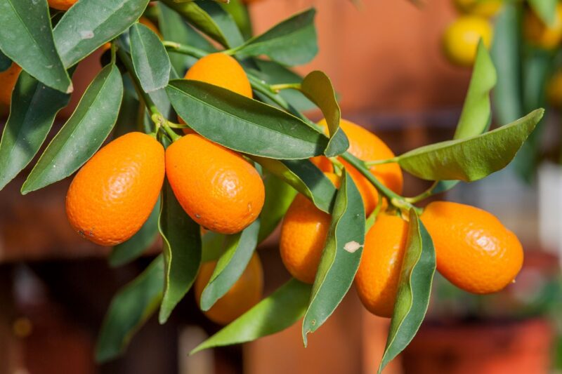 Kumquat