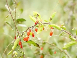 Piment de Guinée