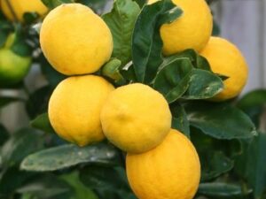 Citronniers Meyer : Un Citrus d’Exception pour Votre Jardin au Sénégal