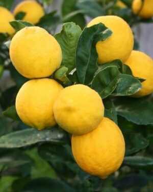 Citronniers Meyer : Un Citrus d’Exception pour Votre Jardin au Sénégal