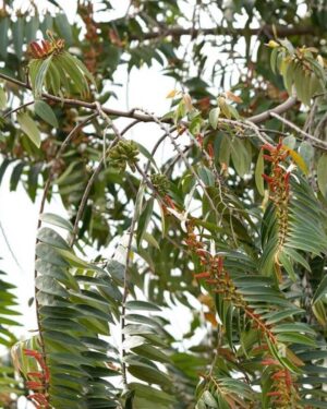 poivre long africain