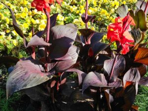 Découvrez le Canna Hybrida Rodigas : Une Plante Ornementale Exotique 🌺