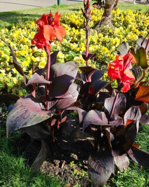 Découvrez le Canna Hybrida Rodigas : Une Plante Ornementale Exotique 🌺
