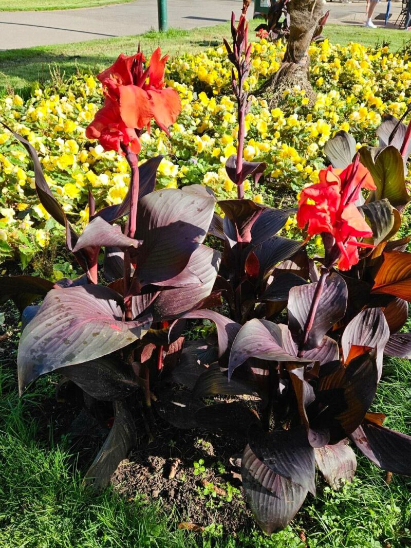 Découvrez le Canna Hybrida Rodigas : Une Plante Ornementale Exotique 🌺