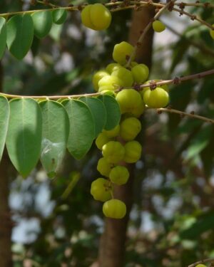 Cerisier du Sénégal (Girembelle) : Un Fruit Tropical aux Multiples Vertus