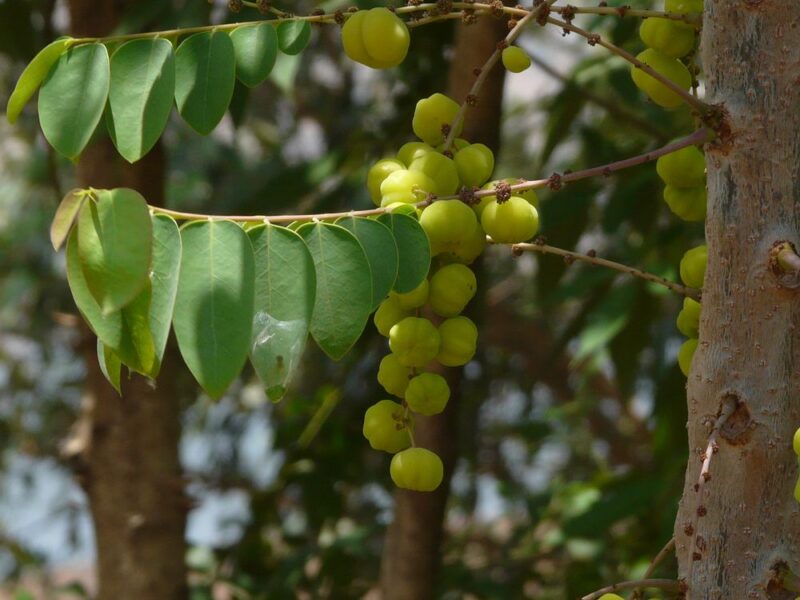 Cerisier du Sénégal (Girembelle) : Un Fruit Tropical aux Multiples Vertus