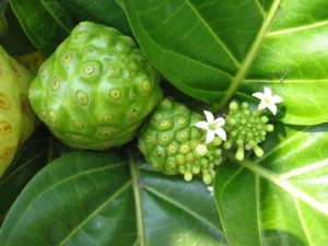 Plante Noni (Morinda citrifolia) 🌿