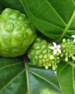 Plante Noni (Morinda citrifolia) 🌿