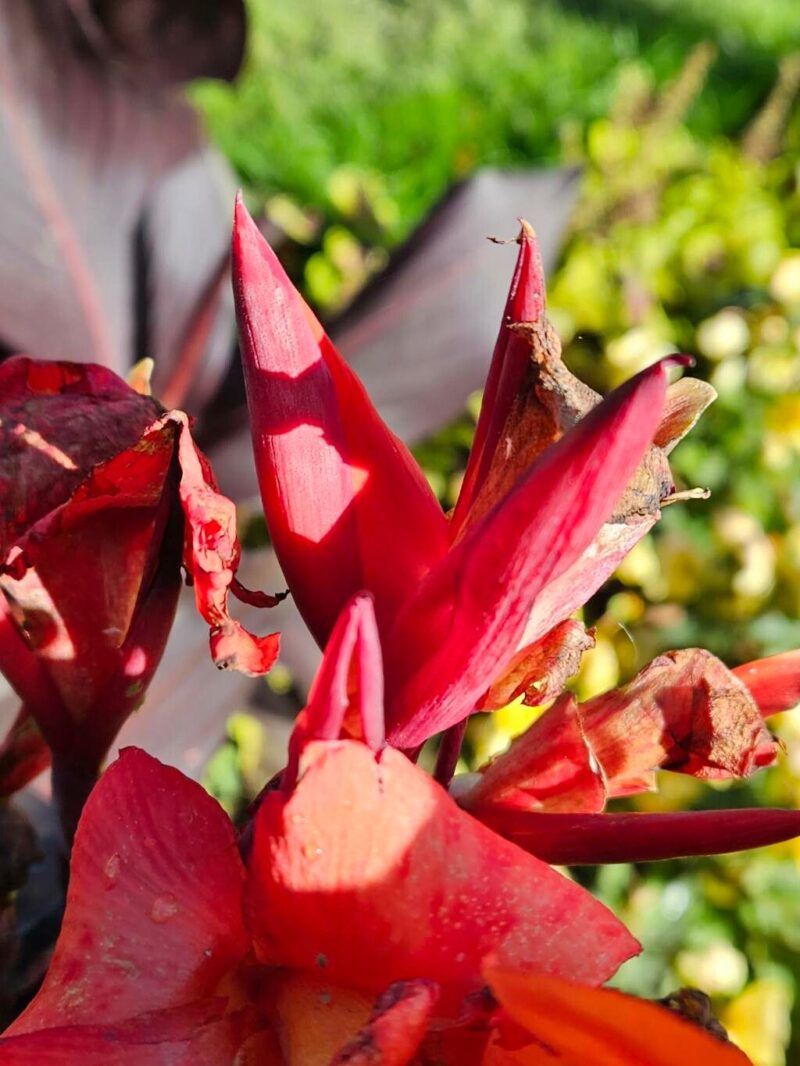 Découvrez le Canna Hybrida Rodigas : Une Plante Ornementale Exotique 🌺