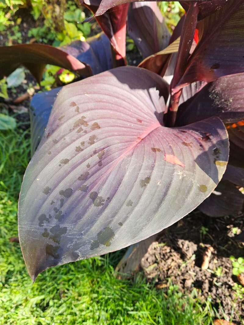 Découvrez le Canna Hybrida Rodigas : Une Plante Ornementale Exotique 🌺