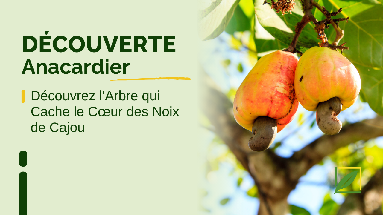 L'Anacardier : L'Arbre qui Cache le Cœur des Noix de Cajou