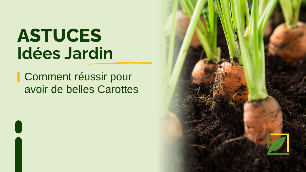 Comment réussir à avoir de belles carottes 🥕