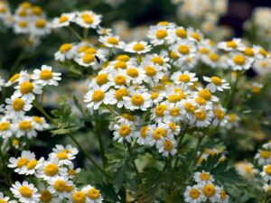 La Camomille Romaine : Une Plante d’Exception à Votre Portée 🌼