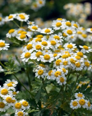 La Camomille Romaine : Une Plante d’Exception à Votre Portée 🌼