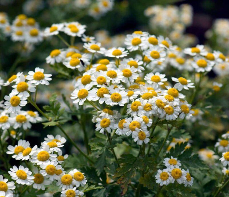 La Camomille Romaine : Une Plante d’Exception à Votre Portée 🌼