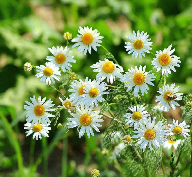 La Camomille Romaine : Une Plante d’Exception à Votre Portée 🌼