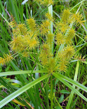 Souchet Ndir : L’Amande de Terre aux Multiples Bienfaits