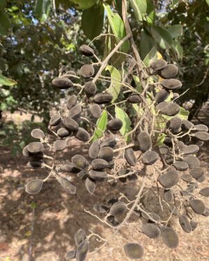 Solom (Tamarinier Noir) : Un Arbre aux Vertus Nutraceutiques