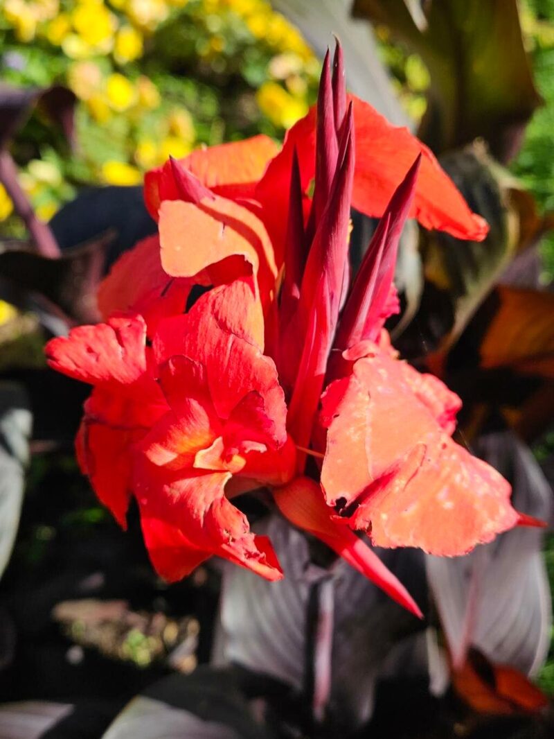 Découvrez le Canna Hybrida Rodigas : Une Plante Ornementale Exotique 🌺