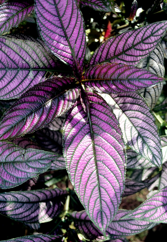 STROBİLANTHES : La Plante Éblouissante pour Votre Jardin au Sénégal