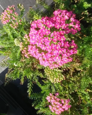 Achillea millefolium rose