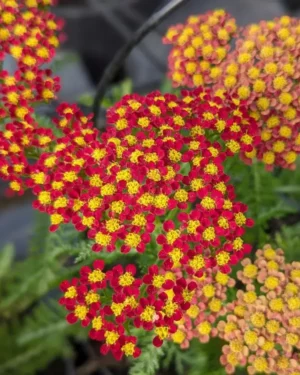 Achillea millefolium rouge