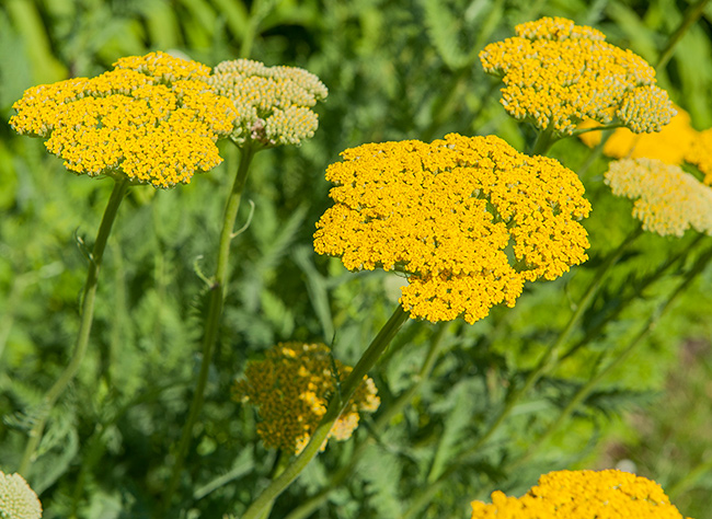 Achillée à cheveux dorés Bio