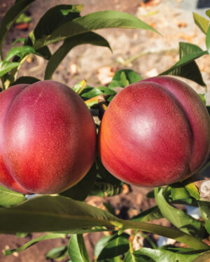 Arbre à nectarines Big Bang