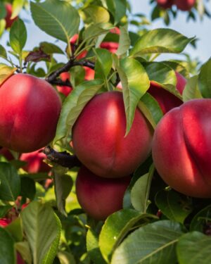 Arbre à nectarines Sweet Lady