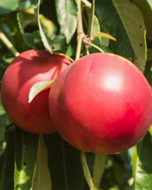Arbre à nectarines de Vénus