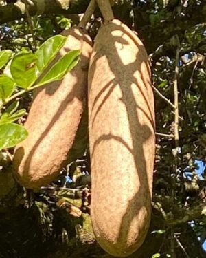 Arbre à saucisses