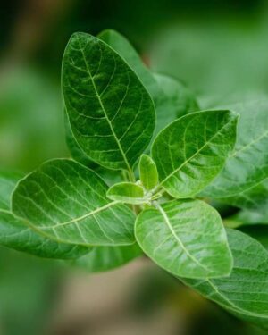 Ashwagandha